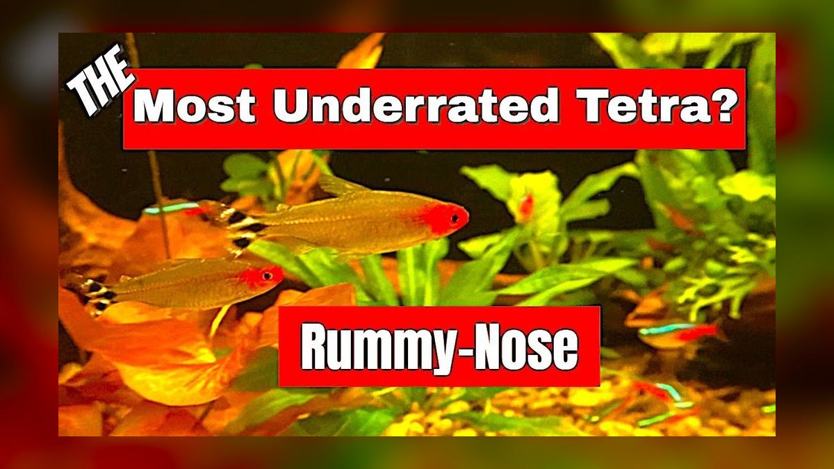 Top 10 Angelfish Tank Mates 2027 — figure 3