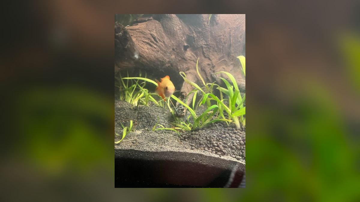 Top 10 Angelfish Tank Mates 2027 — figure 5
