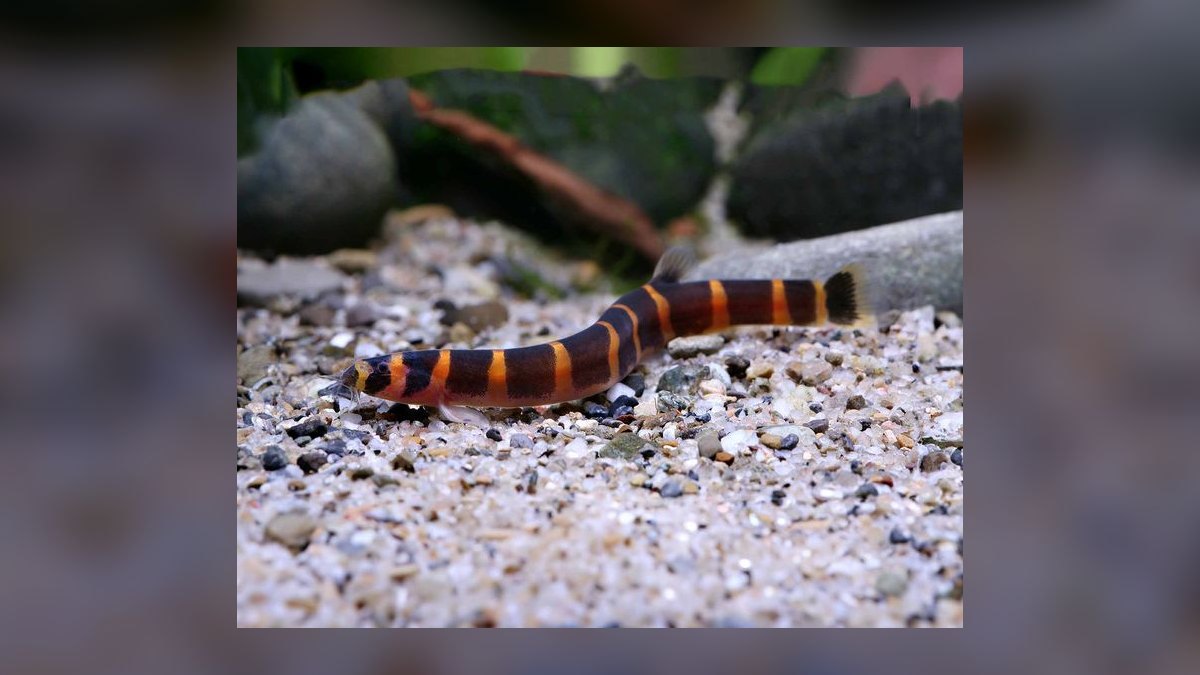Top 10 Angelfish Tank Mates 2027 — figure 6