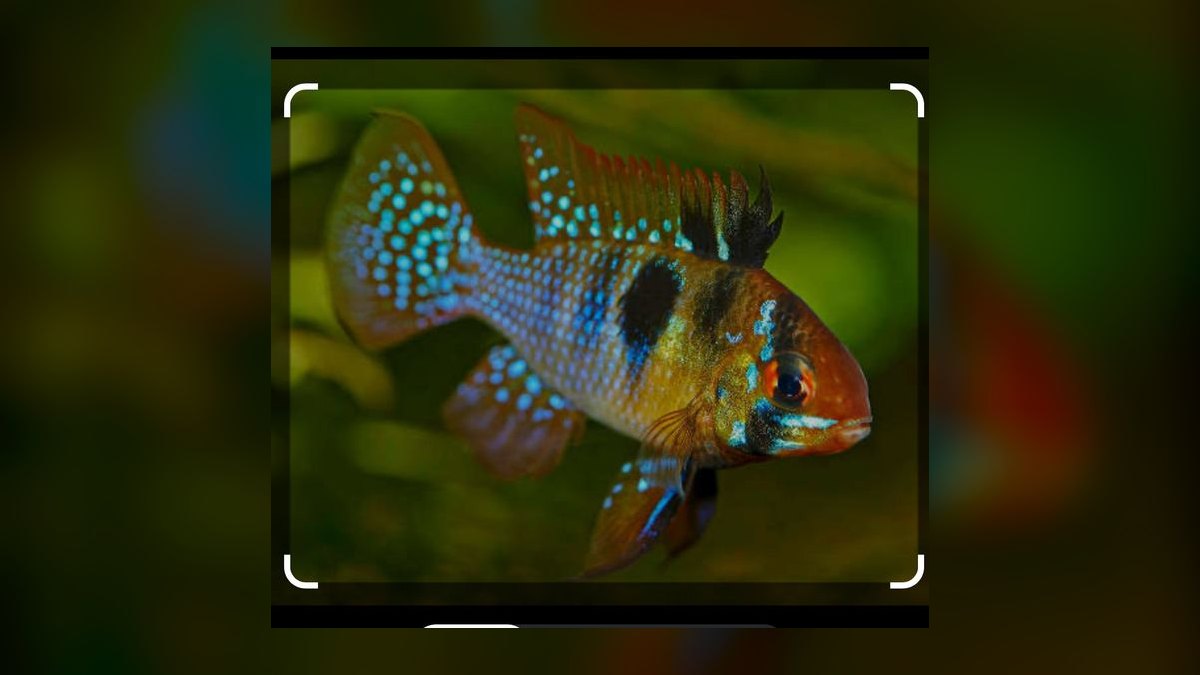 Top 10 Angelfish Tank Mates 2027 — figure 7