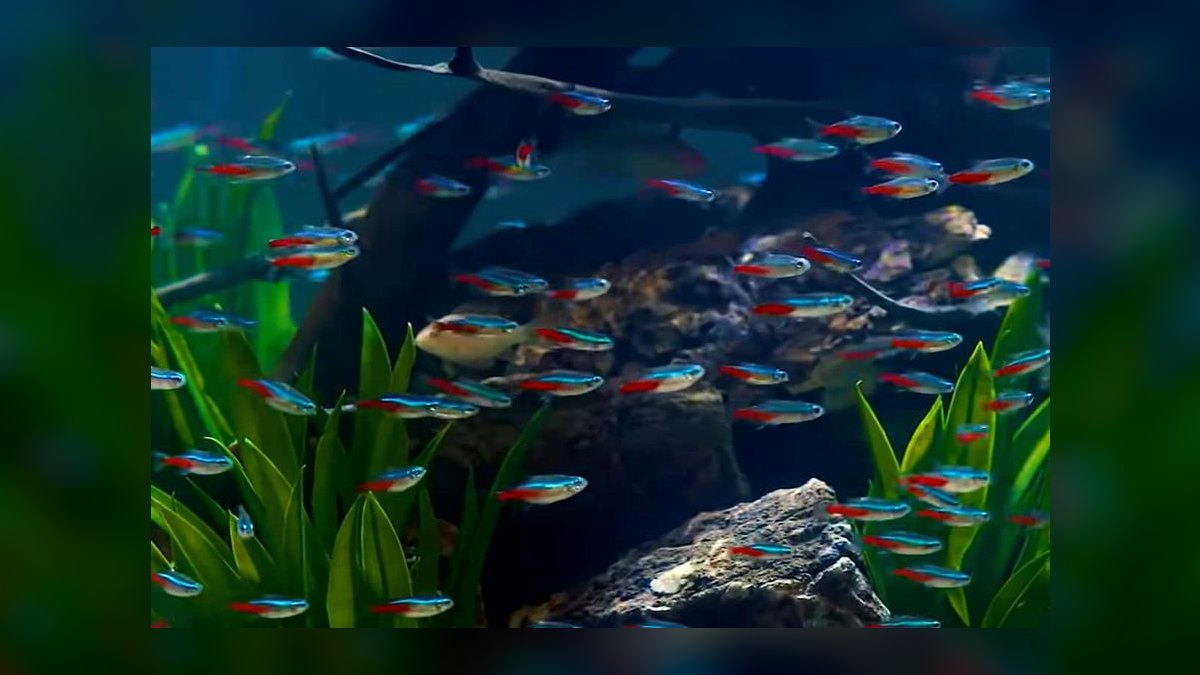 Top 10 Angelfish Tank Mates 2027 — figure 8