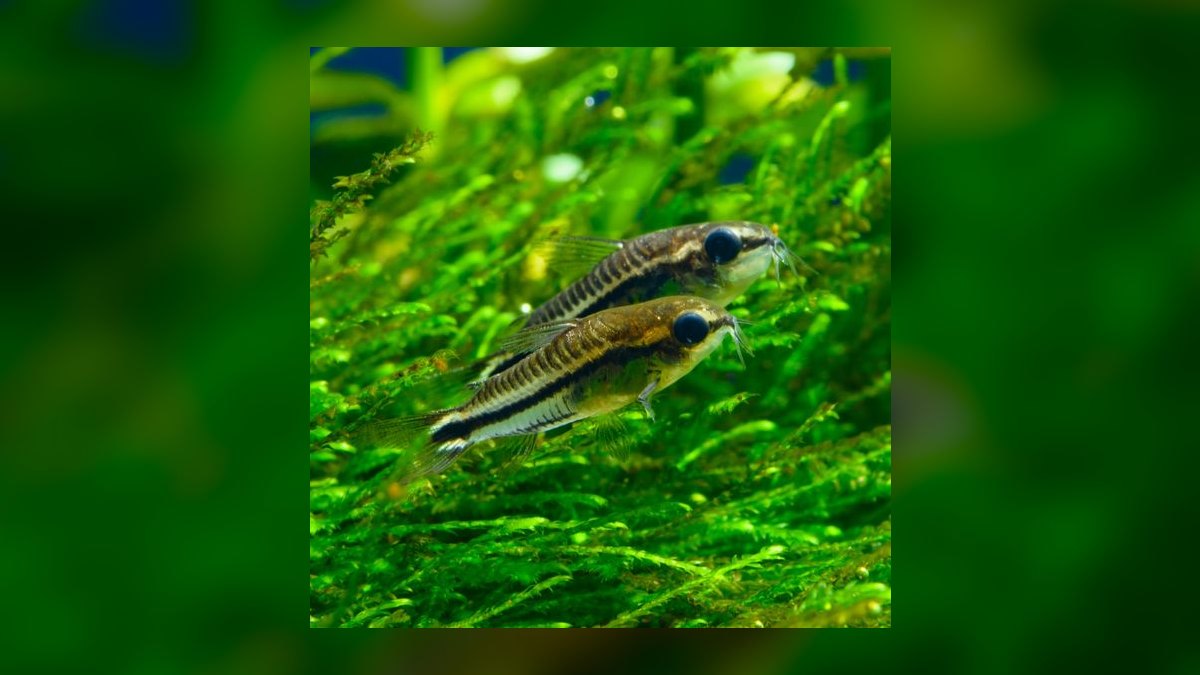 Top 10 Angelfish Tank Mates 2027 — figure 9