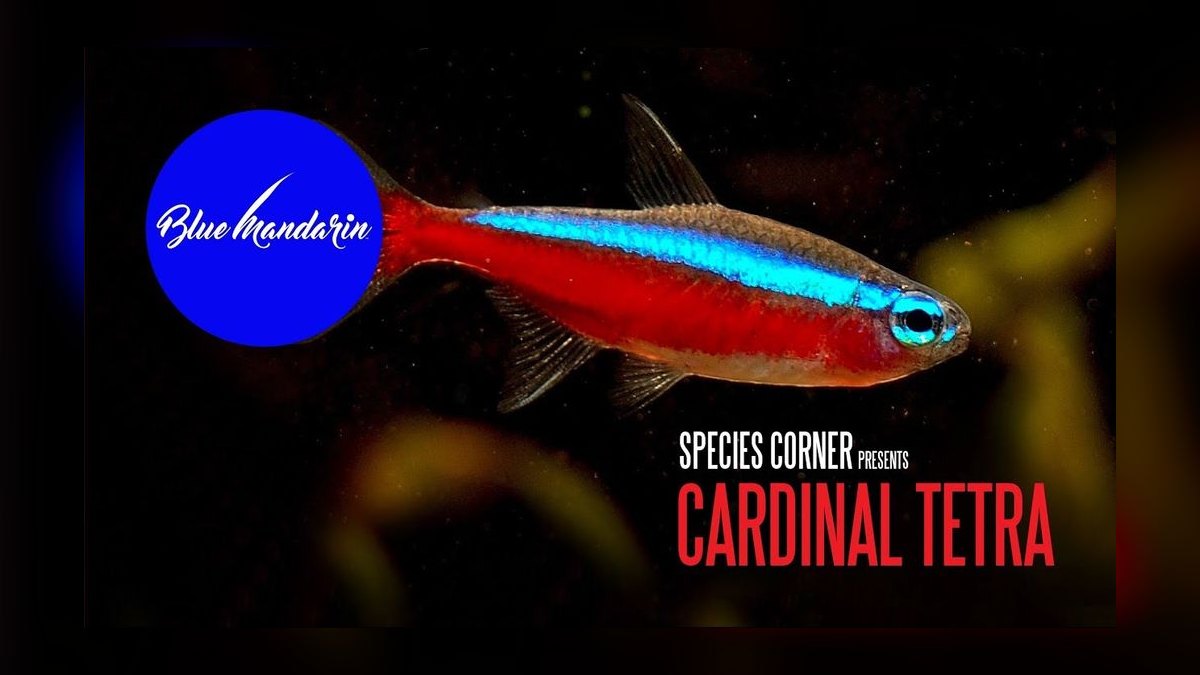 Top 10 Angelfish Tank Mates 2027