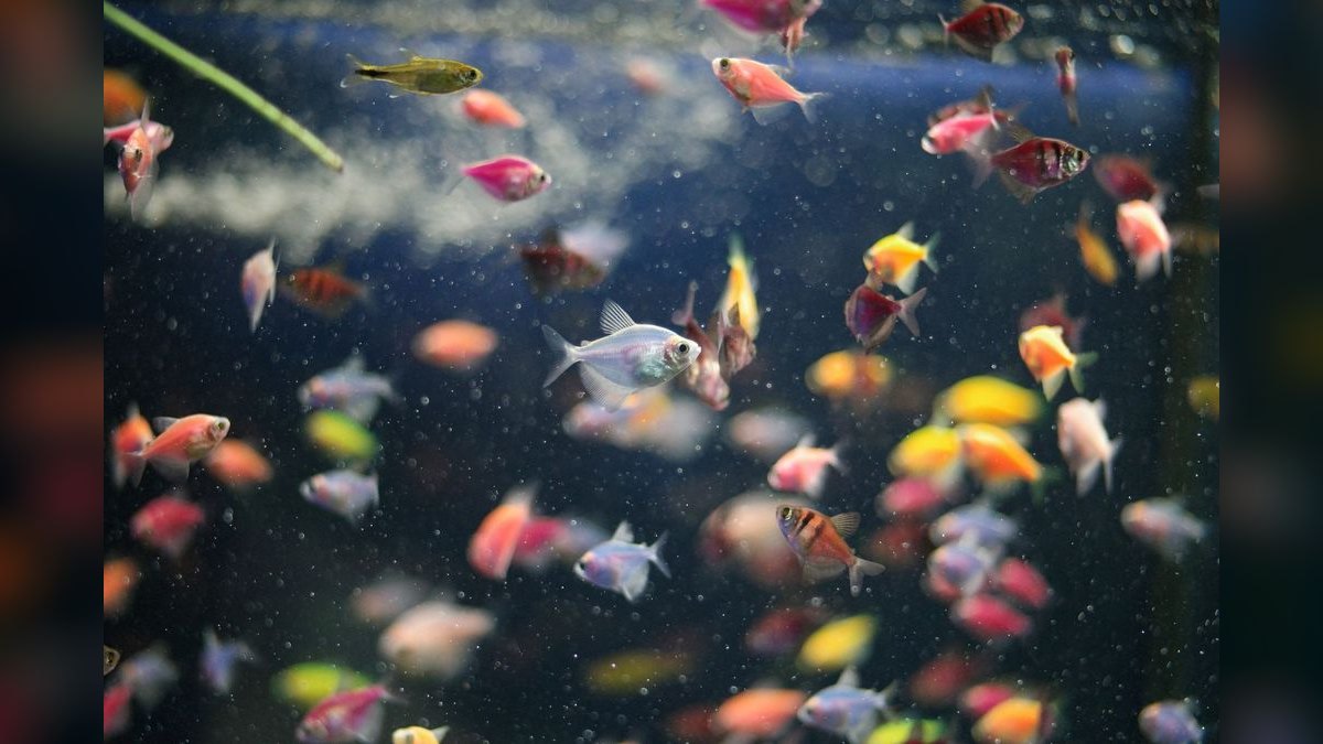 Top 10 Guppy Tank Mates 2027 — figure 2