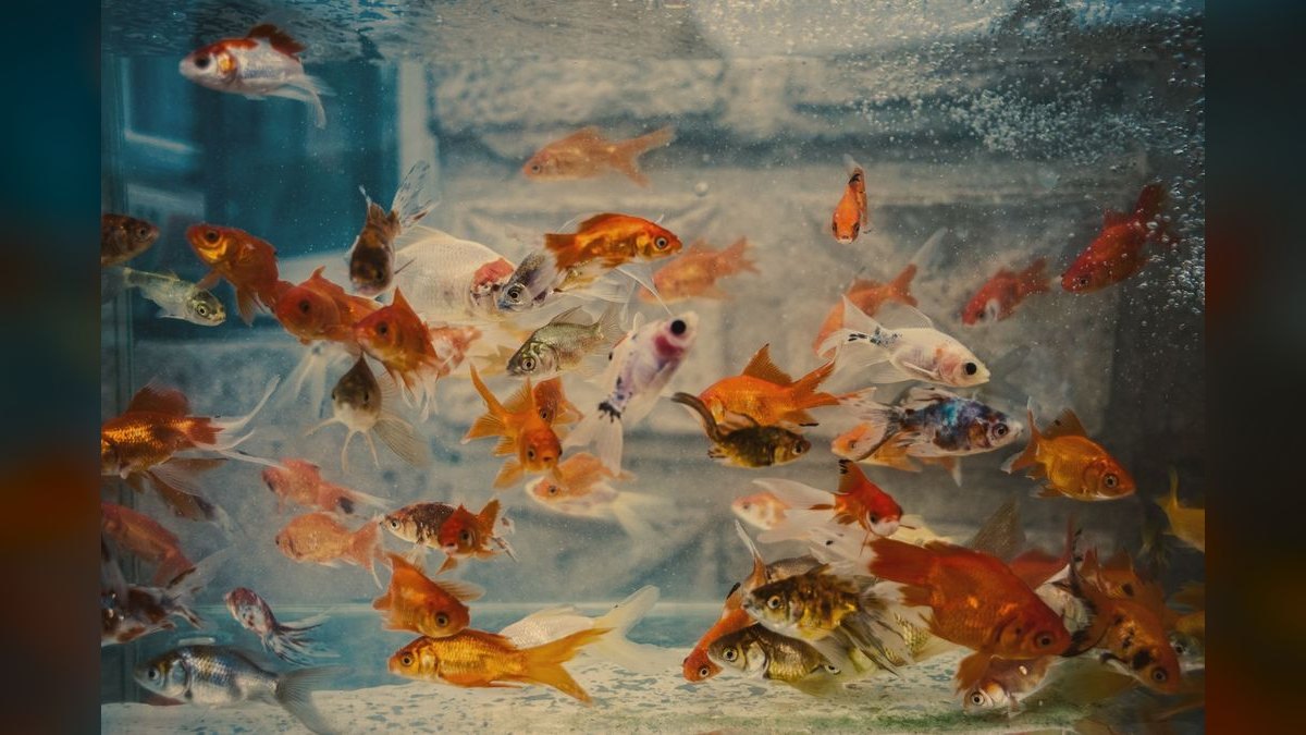 Top 10 Guppy Tank Mates 2027 — figure 4