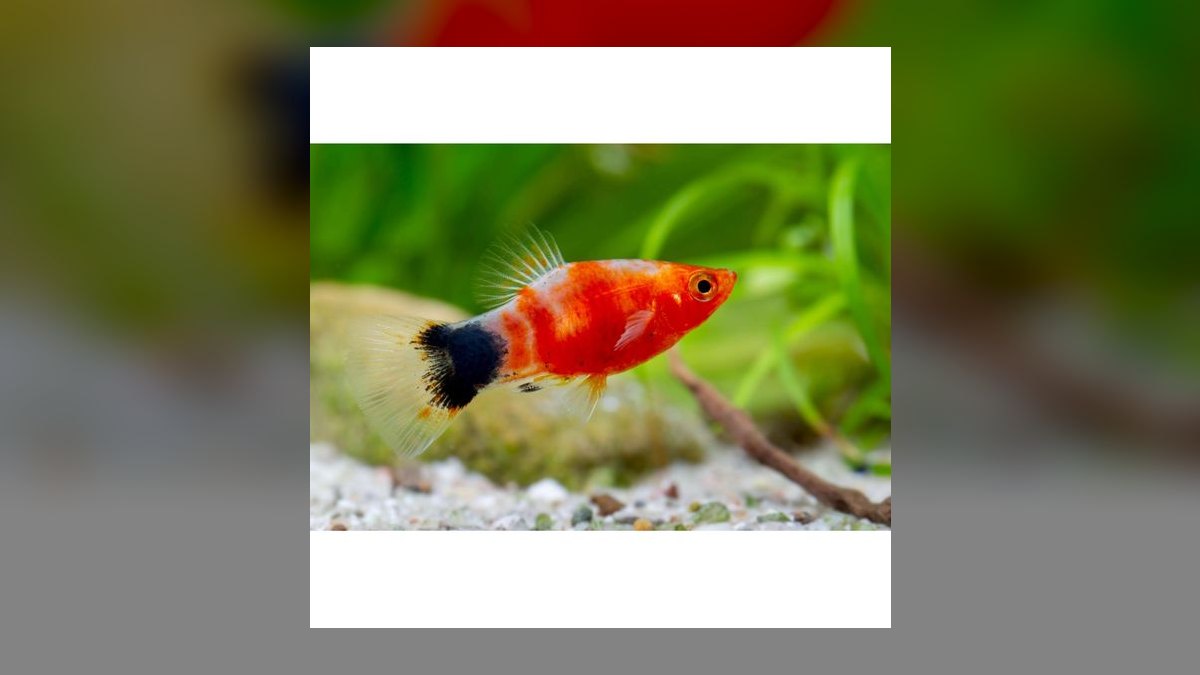Top 10 Platy Fish Varieties 2027 — figure 1