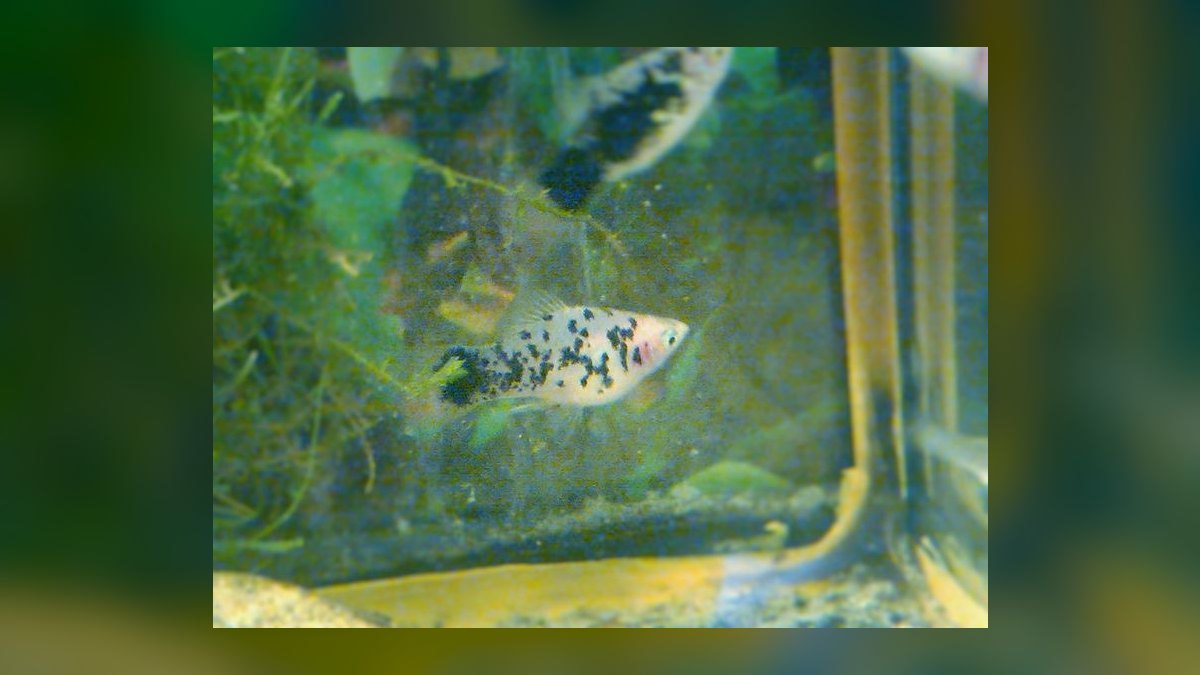 Top 10 Platy Fish Varieties 2027 — figure 10