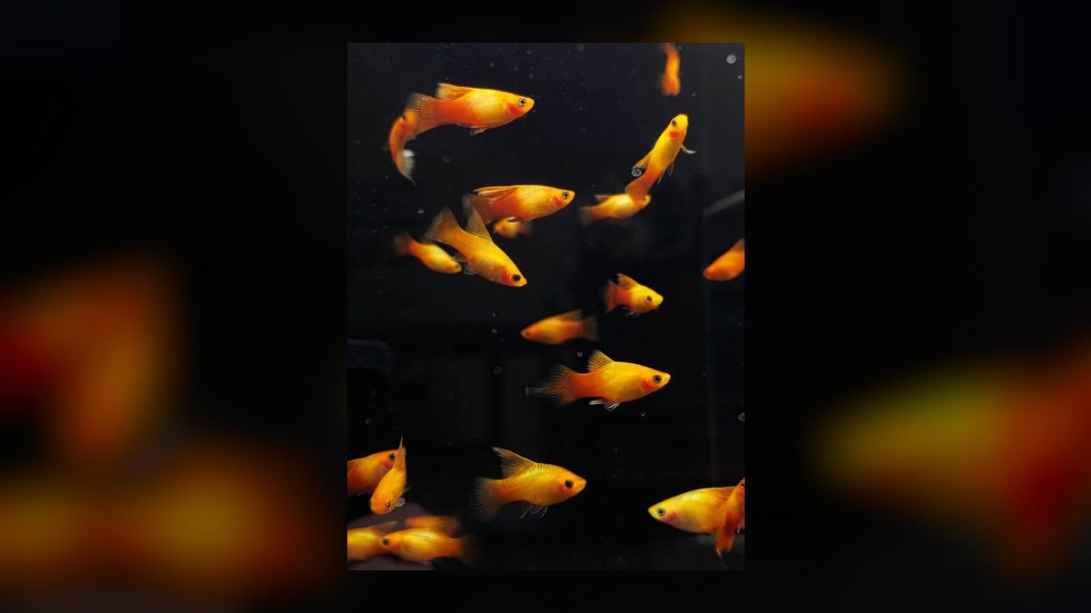 Top 10 Platy Fish Varieties 2027 — figure 2