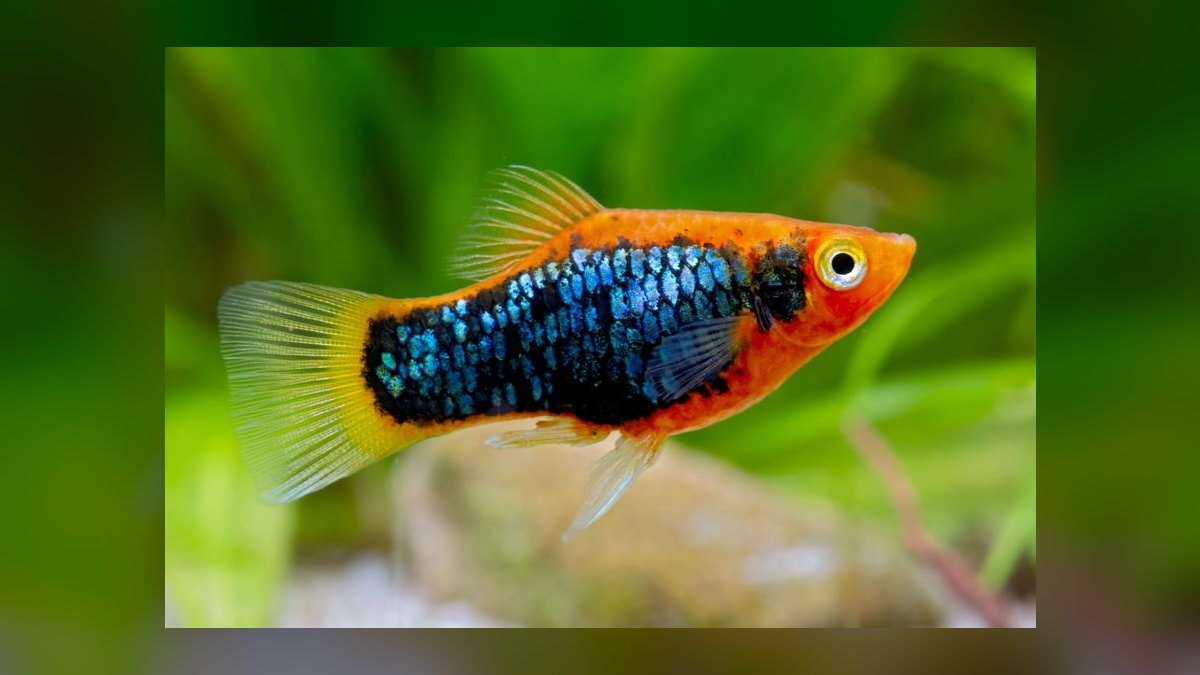 Top 10 Platy Fish Varieties 2027 — figure 5
