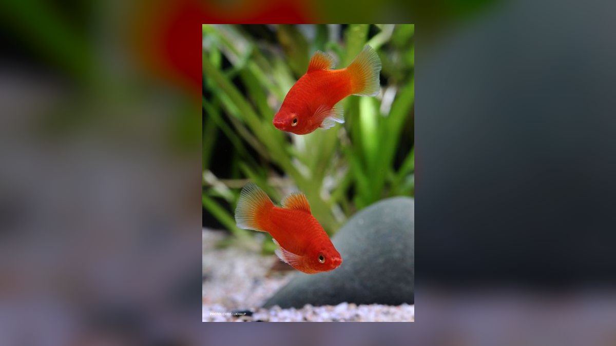 Top 10 Platy Fish Varieties 2027 — figure 6