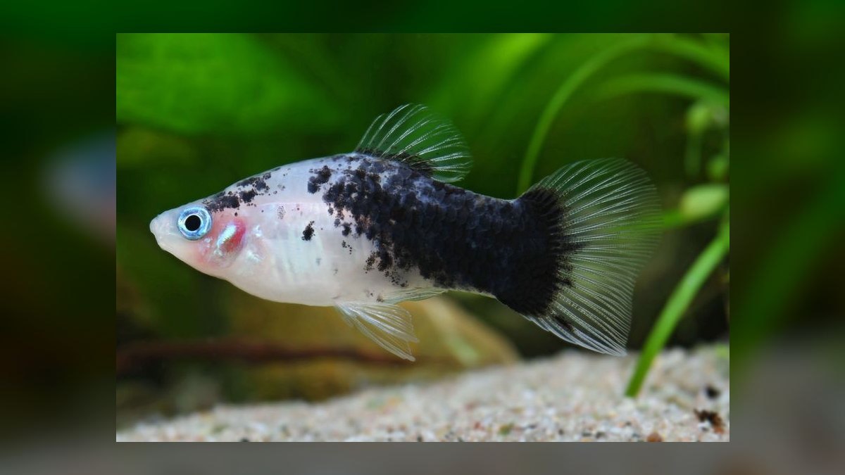 Top 10 Platy Fish Varieties 2027 — figure 7