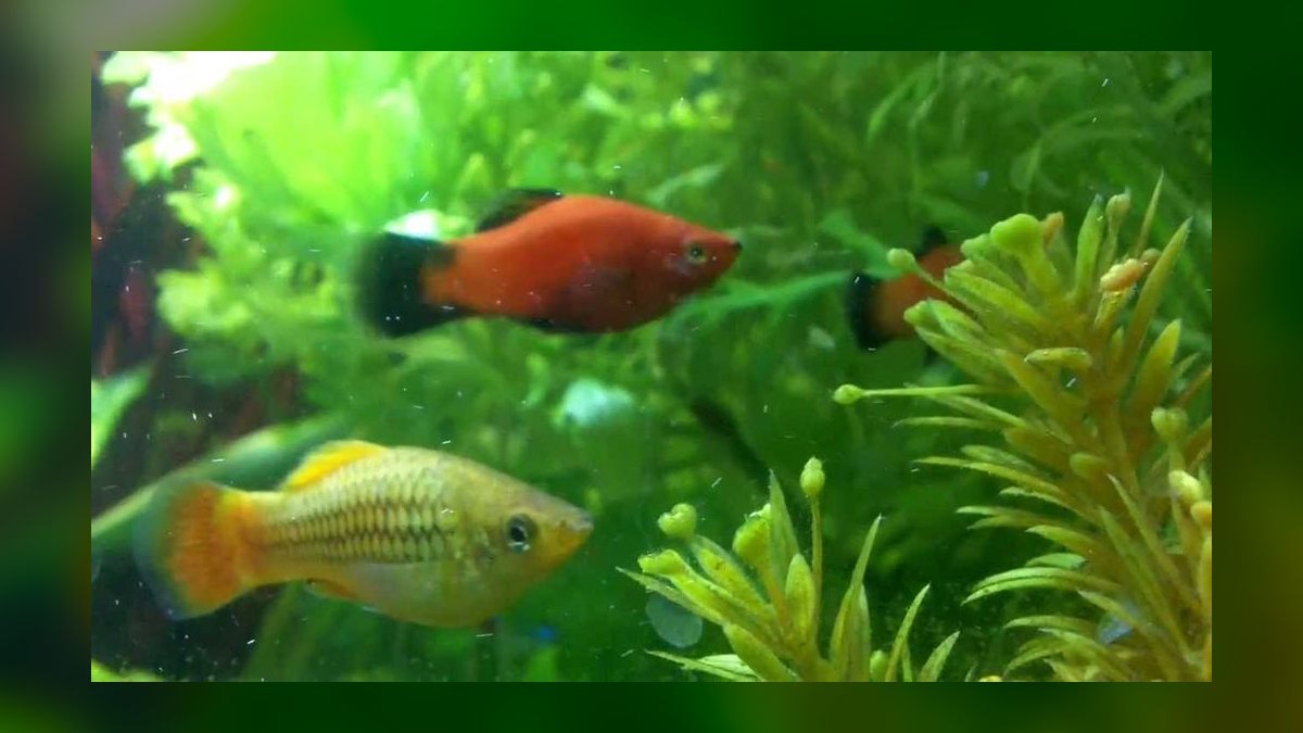 Top 10 Platy Fish Varieties 2027 — figure 8