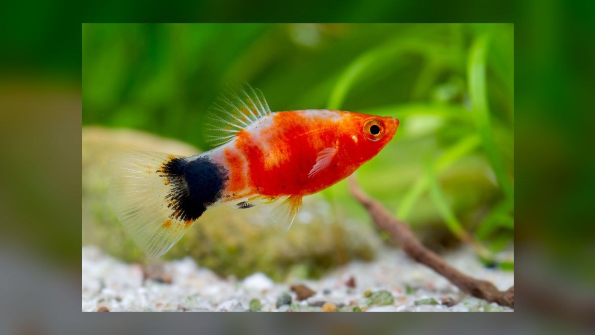 Top 10 Platy Fish Varieties 2027