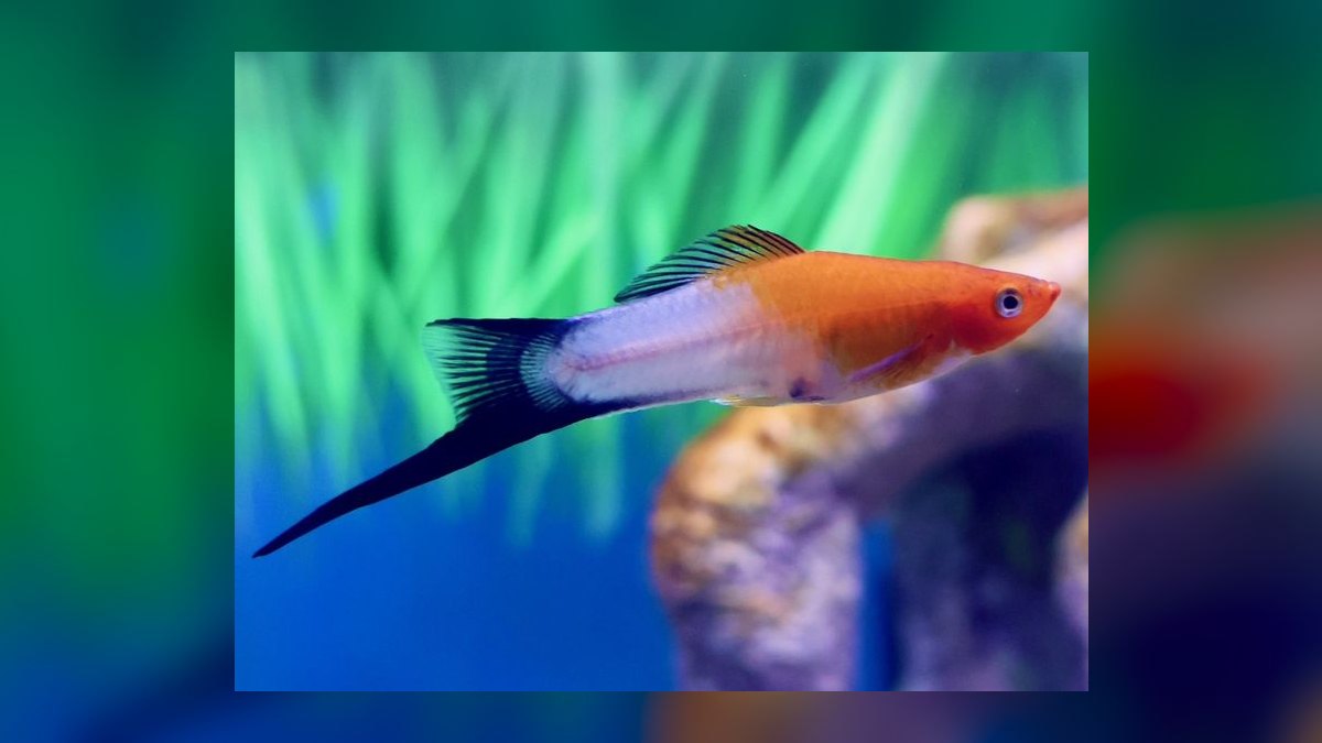 Top 10 Swordtail Varieties 2027 — figure 1