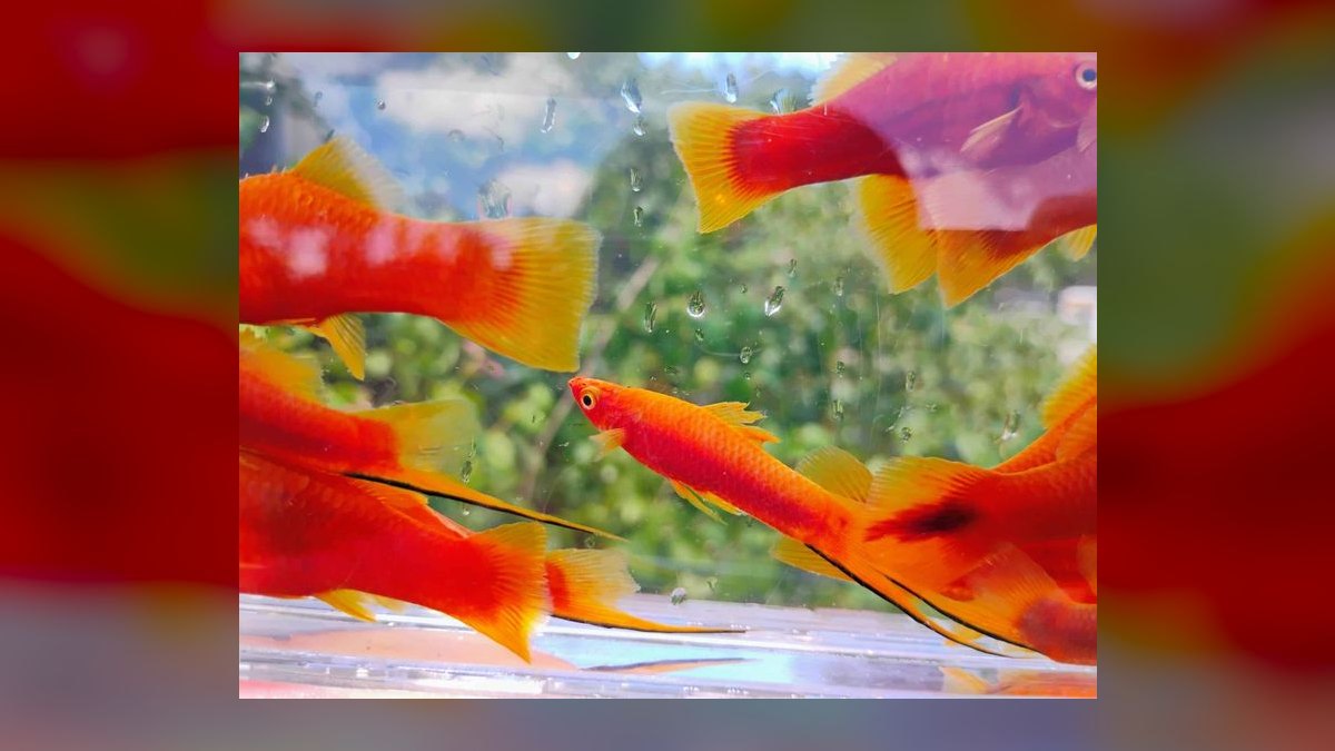 Top 10 Swordtail Varieties 2027 — figure 10