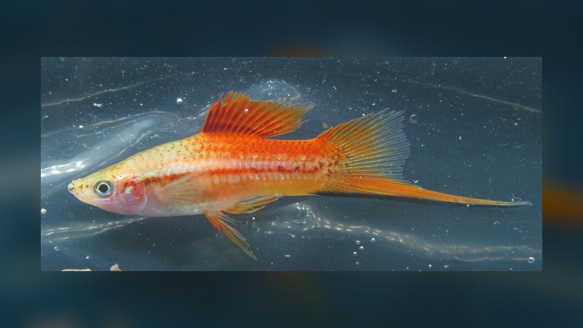 Top 10 Swordtail Varieties 2027 — figure 2