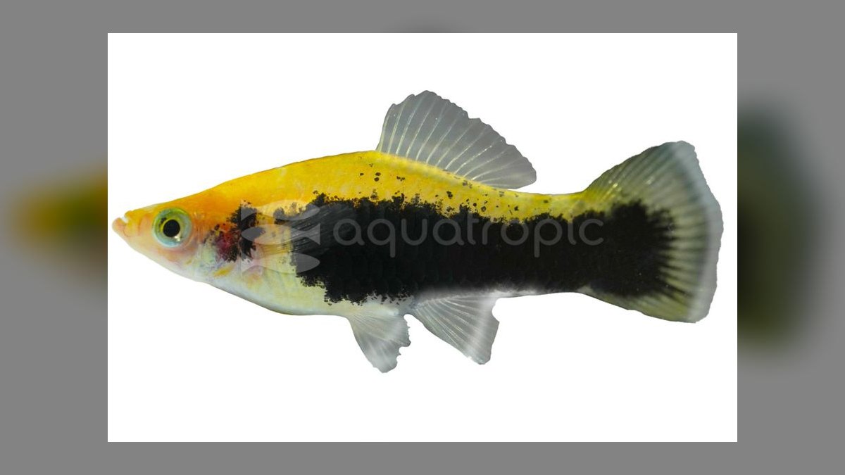 Top 10 Swordtail Varieties 2027 — figure 4