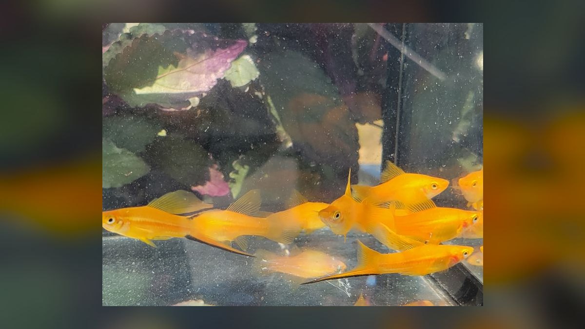 Top 10 Swordtail Varieties 2027 — figure 5