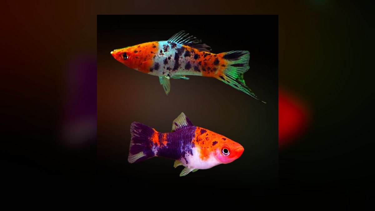 Top 10 Swordtail Varieties 2027 — figure 6