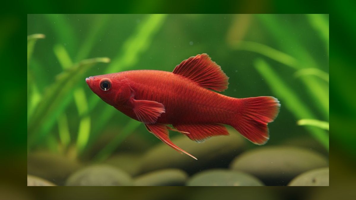 Top 10 Swordtail Varieties 2027 — figure 7