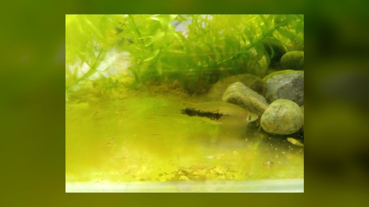 Top 10 Swordtail Varieties 2027 — figure 8