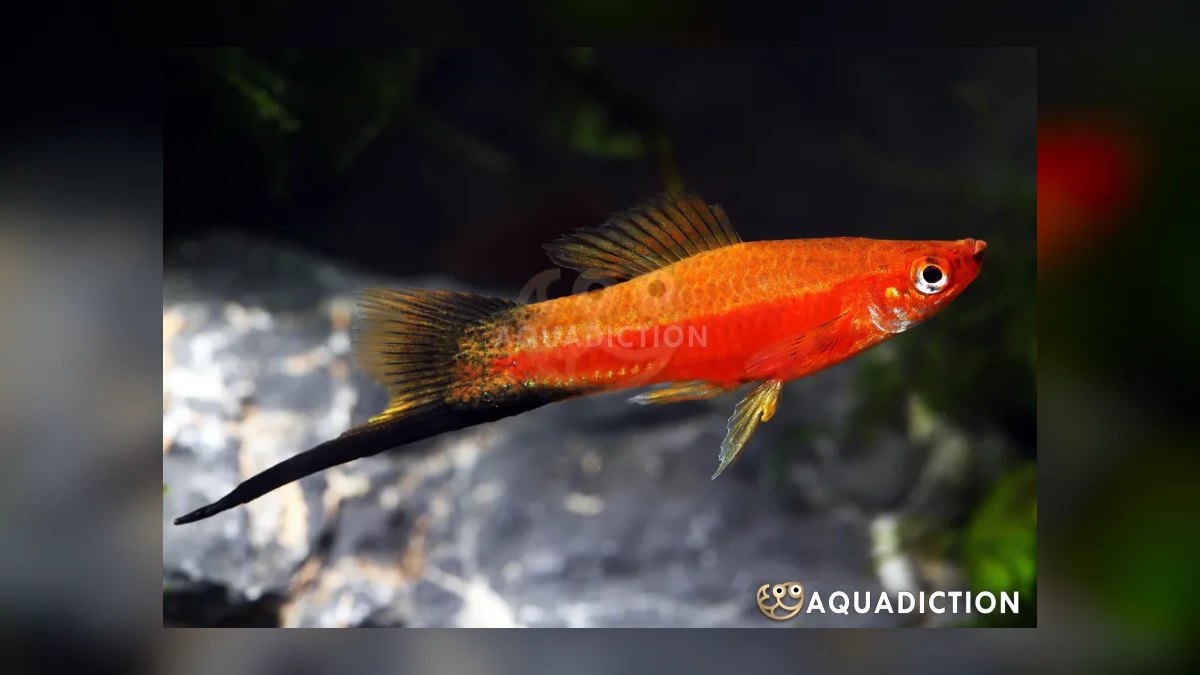 Top 10 Swordtail Varieties 2027