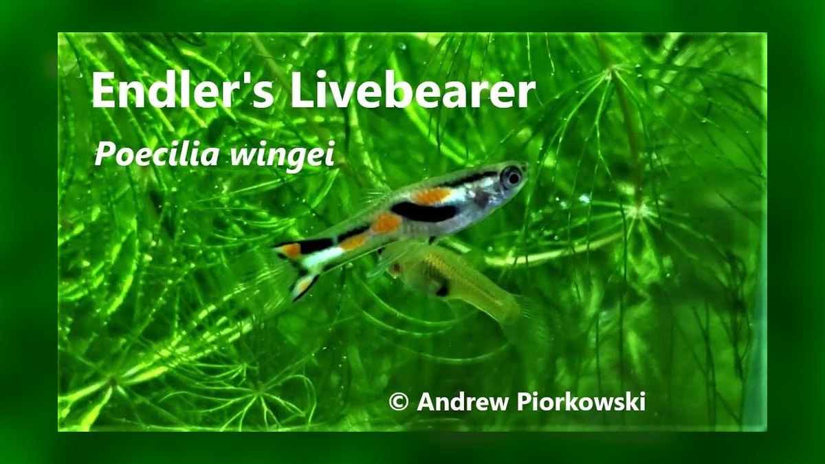 Top 10 Endler Livebearer Strains 2027 — figure 7