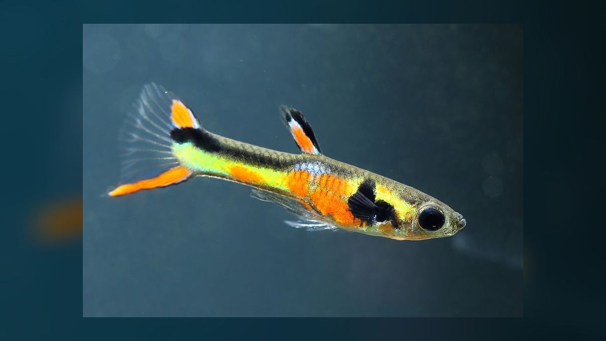 Top 10 Endler Livebearer Strains 2027 — figure 8