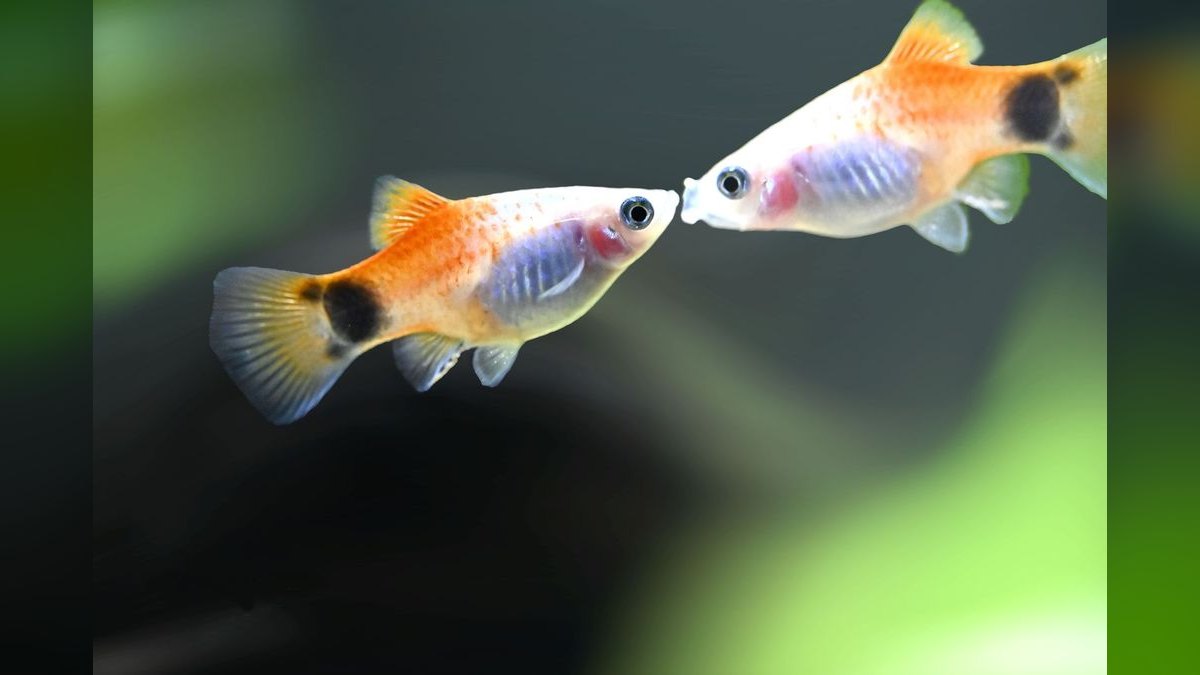 Top 10 Endler Livebearer Strains 2027