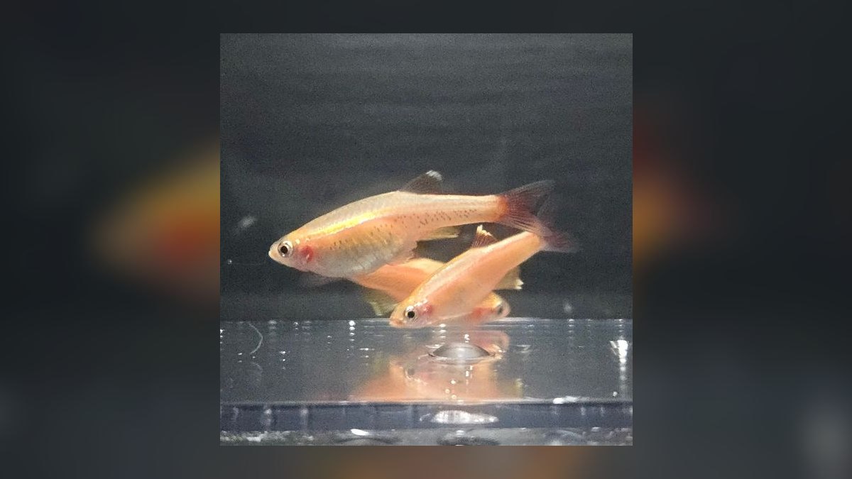 Top 10 White Cloud Mountain Minnows 2027 — figure 10