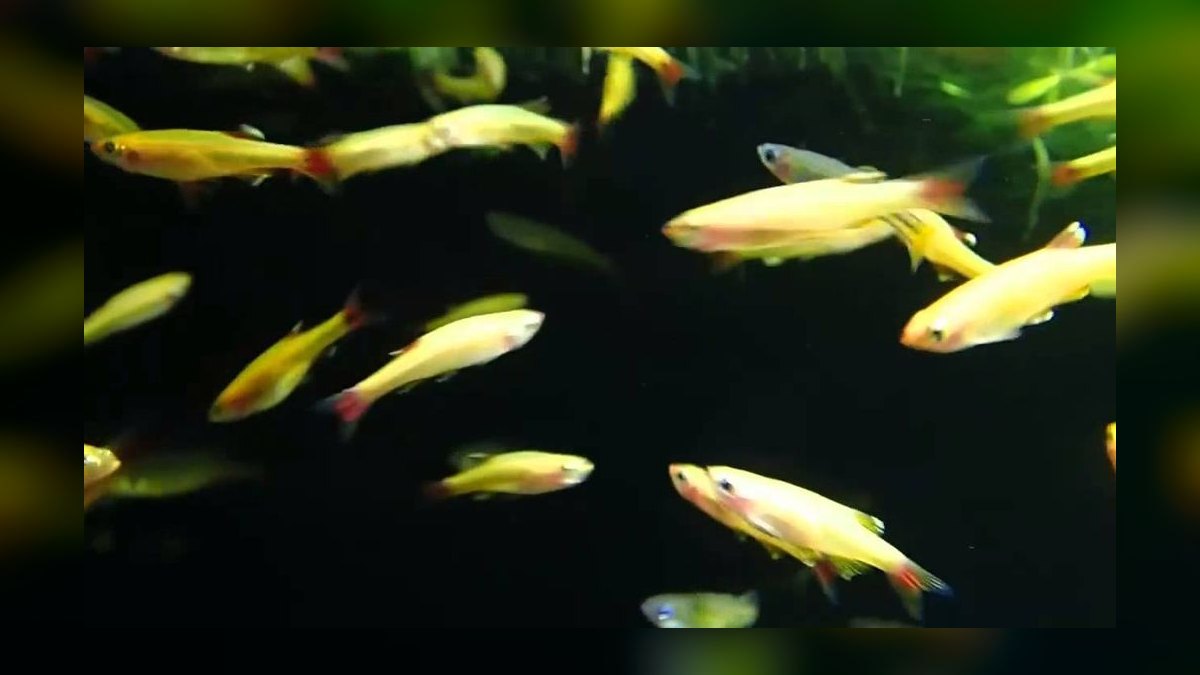 Top 10 White Cloud Mountain Minnows 2027 — figure 2
