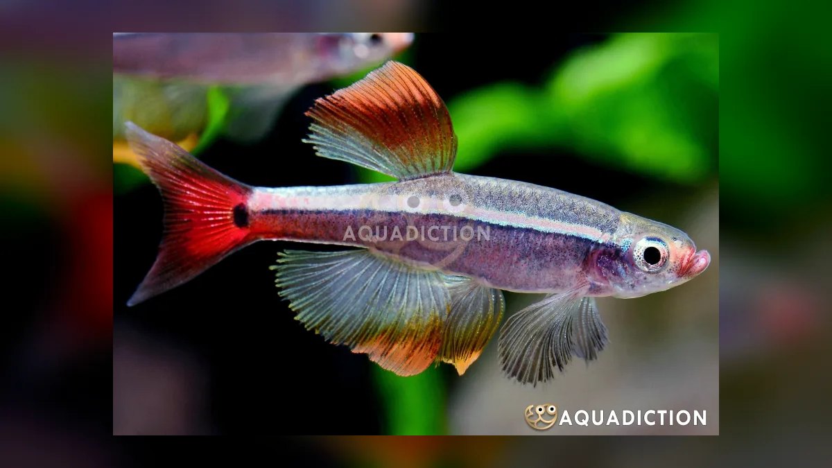 Top 10 White Cloud Mountain Minnows 2027 — figure 3