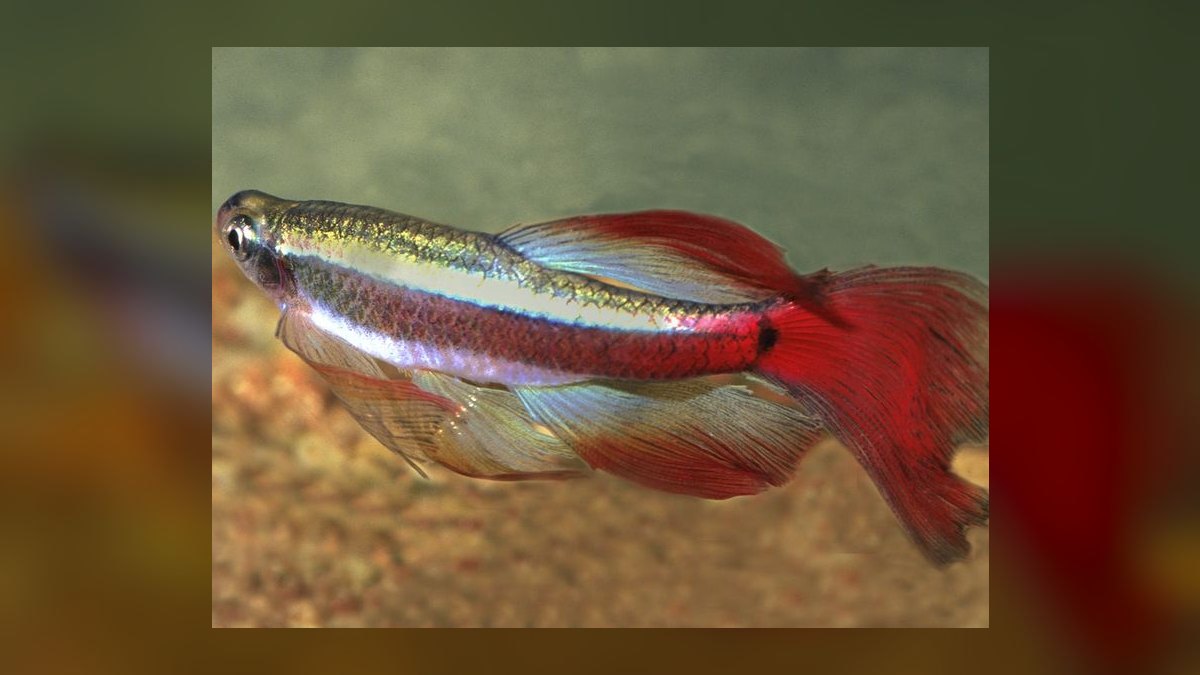 Top 10 White Cloud Mountain Minnows 2027 — figure 4