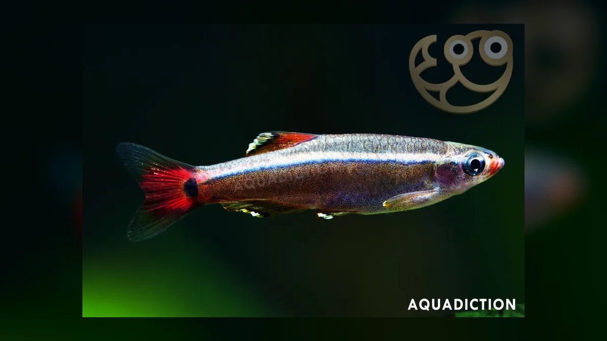 Top 10 White Cloud Mountain Minnows 2027 — figure 5