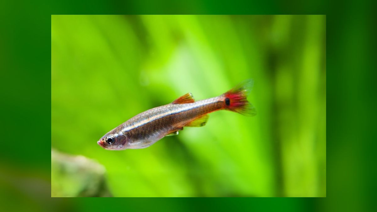 Top 10 White Cloud Mountain Minnows 2027 — figure 6