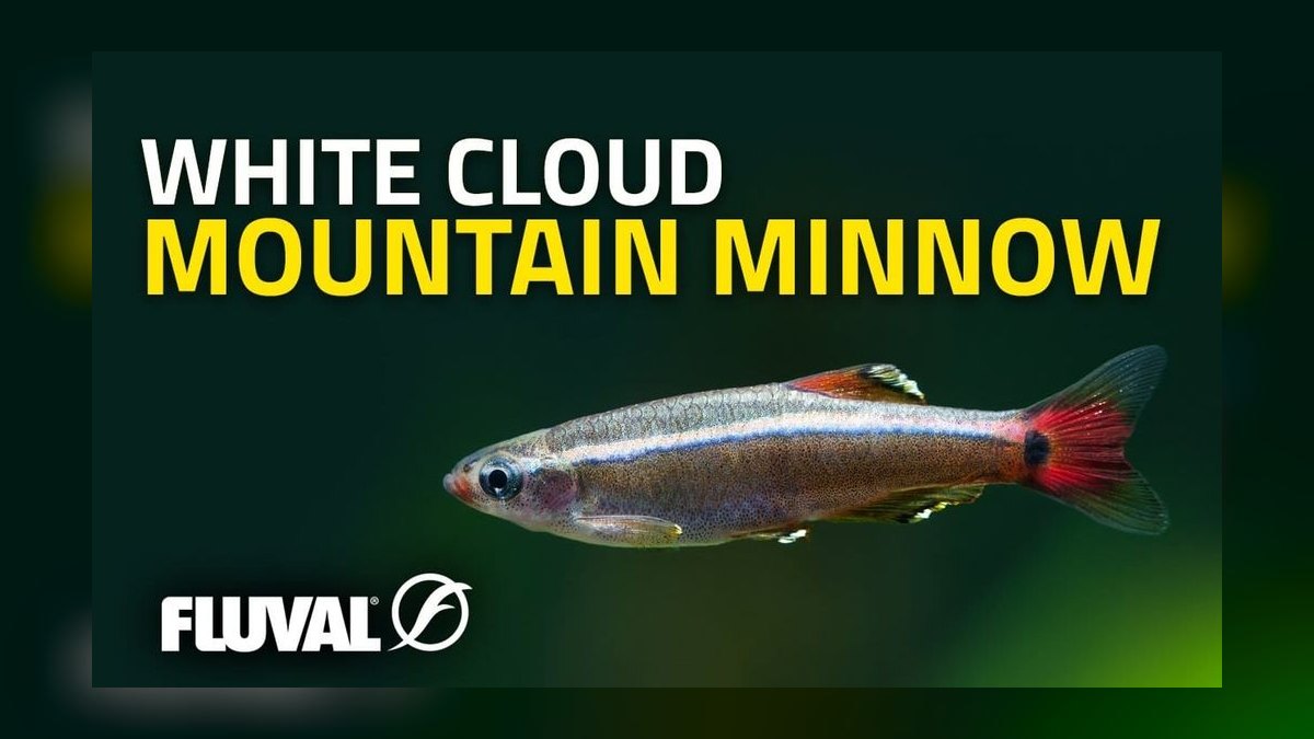 Top 10 White Cloud Mountain Minnows 2027 — figure 7