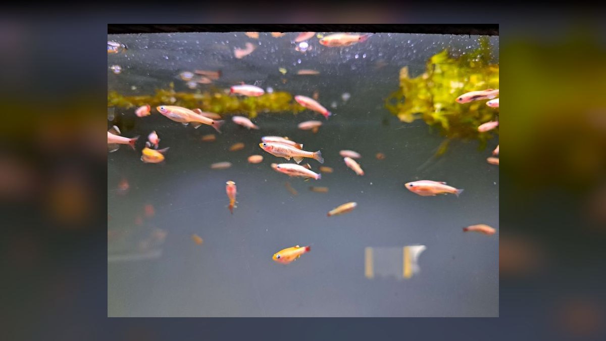 Top 10 White Cloud Mountain Minnows 2027 — figure 8