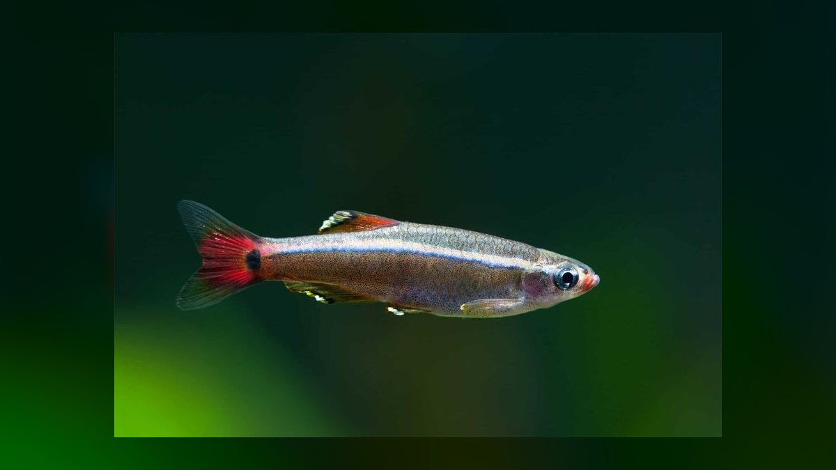 Top 10 White Cloud Mountain Minnows 2027 — figure 9