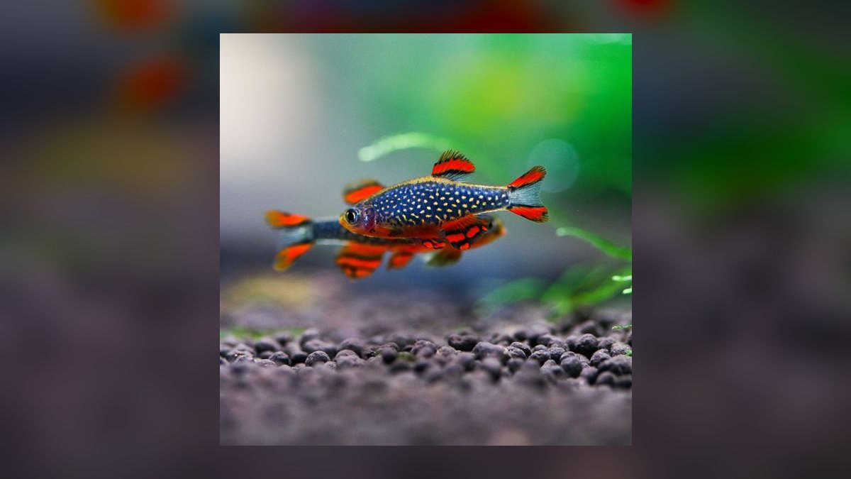 Top 10 Celestial Pearl Danios 2027 — figure 2