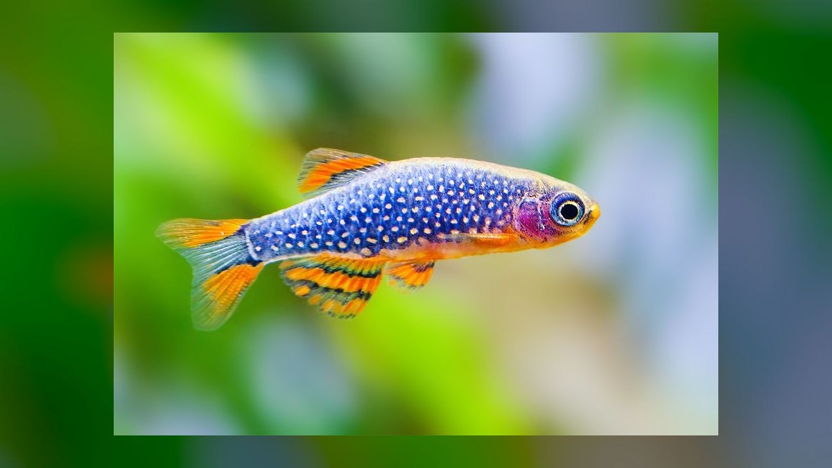 Top 10 Celestial Pearl Danios 2027 — figure 3