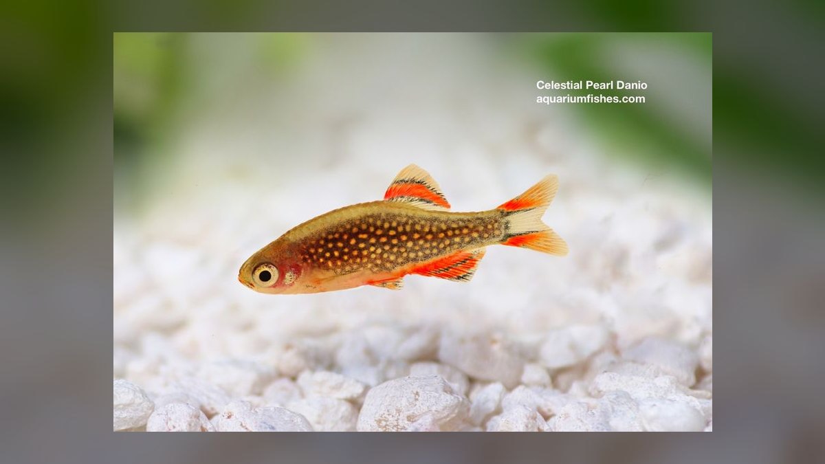 Top 10 Celestial Pearl Danios 2027 — figure 4