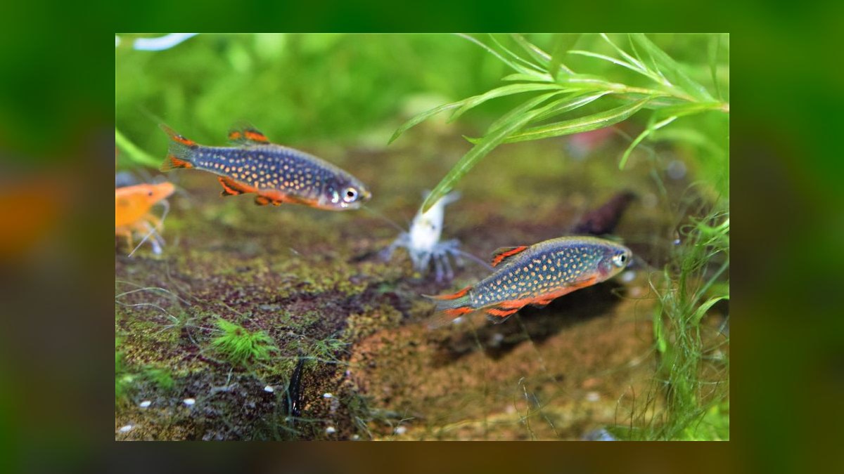 Top 10 Celestial Pearl Danios 2027 — figure 5