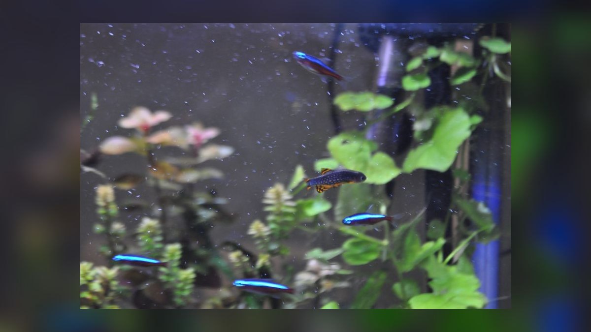 Top 10 Celestial Pearl Danios 2027 — figure 6