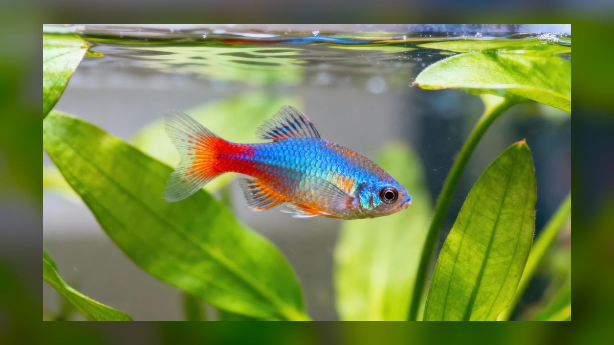 Top 10 Celestial Pearl Danios 2027 — figure 8