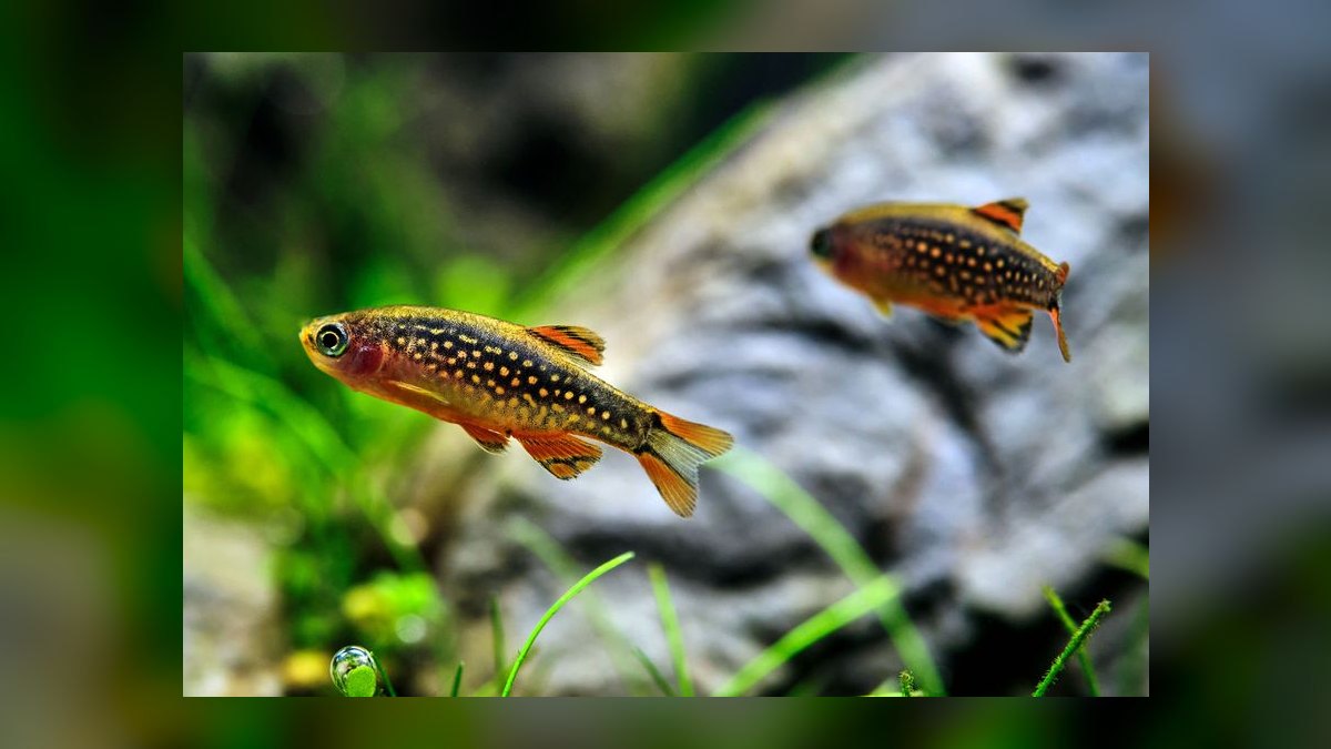 Top 10 Celestial Pearl Danios 2027 — figure 9