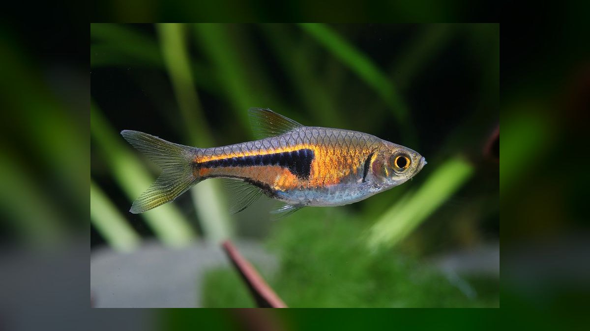 Top 10 Chili Rasbora Species 2027 — figure 10