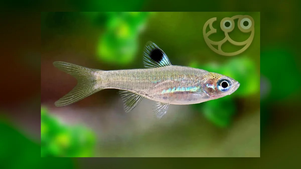 Top 10 Chili Rasbora Species 2027 — figure 8