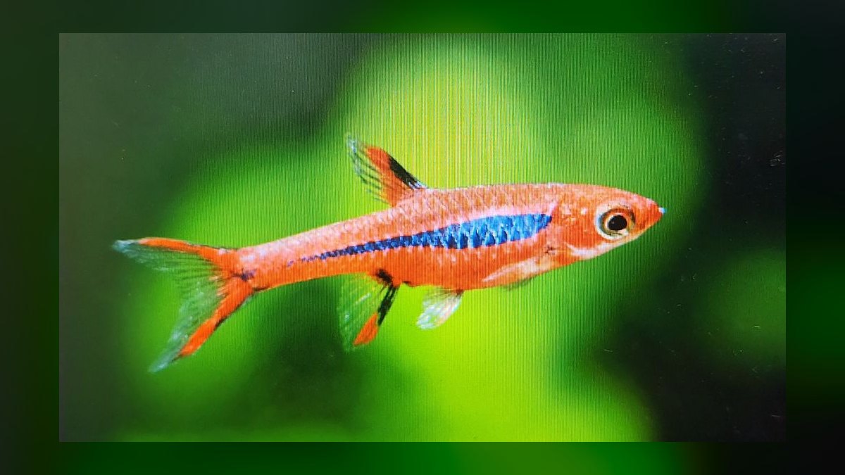 Top 10 Chili Rasbora Species 2027