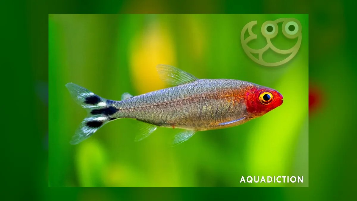 Top 10 Rummy Nose Tetra Care Tips 2027 — figure 4