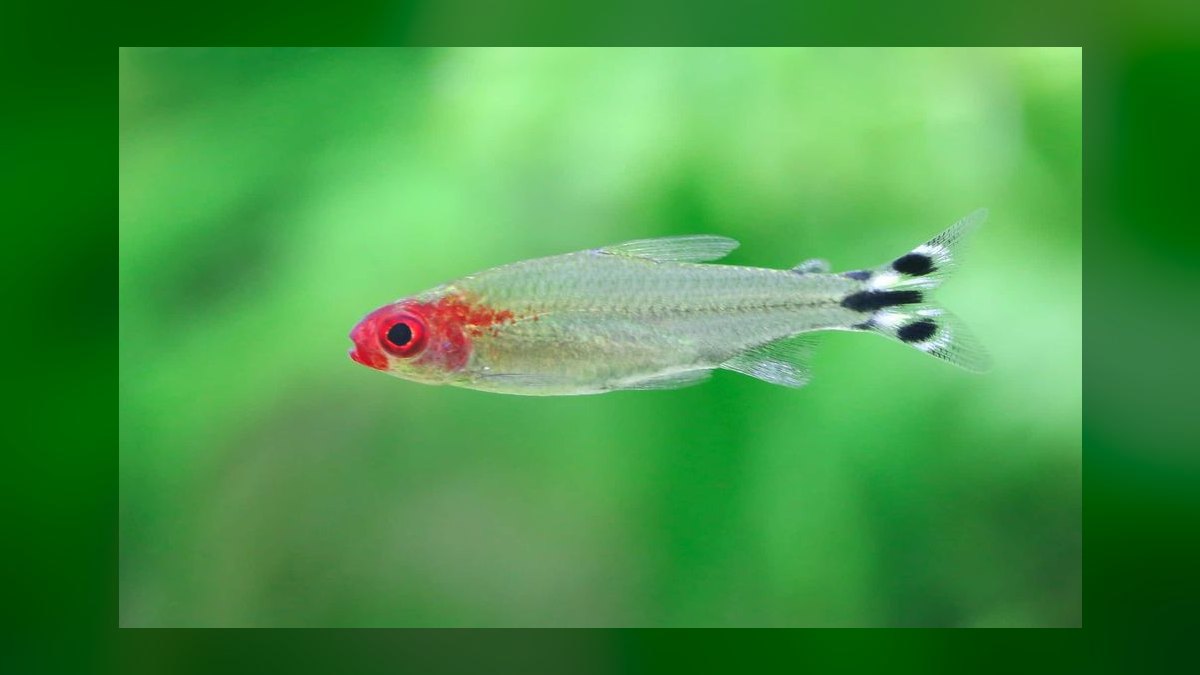 Top 10 Rummy Nose Tetra Care Tips 2027 — figure 7
